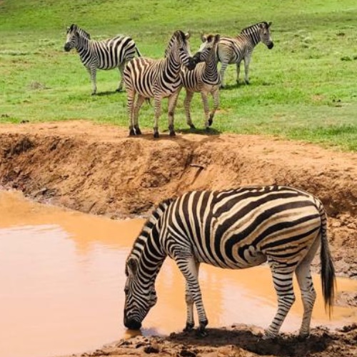 Addo Big 5 Safari Game Drives and Adventure Tours