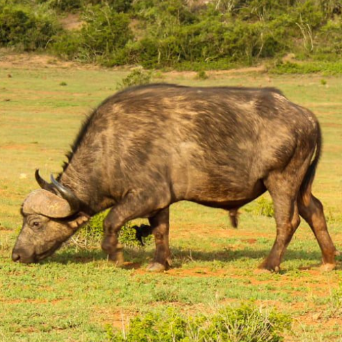 Addo Big 5 Safari Game Drives and Adventure Tours