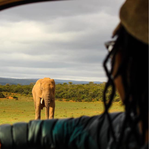 Addo Big 5 Safari Game Drives and Adventure Tours